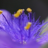 紫露草の雄蕊（ムラサキツユクサのおしべ）-⑥