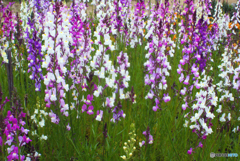 SIGMA SUPER-WIDE 1:2.8 f=24mmと言う選択⑥