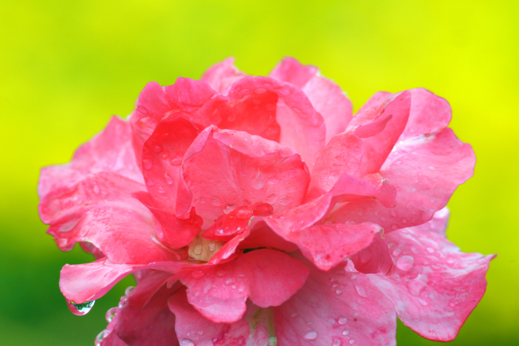 今日のお散歩の友は 200519-⑩