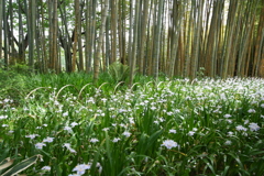 竹の里・富士竹類植物公園-①