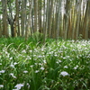 竹の里・富士竹類植物公園-①