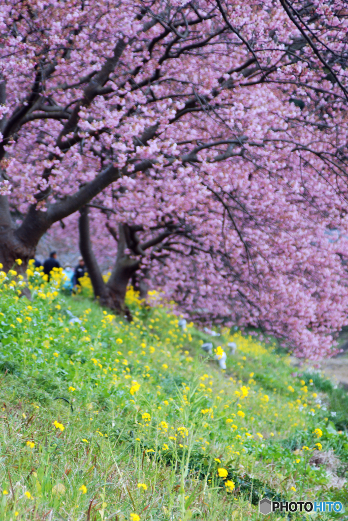 みなみの桜と菜の花まつり