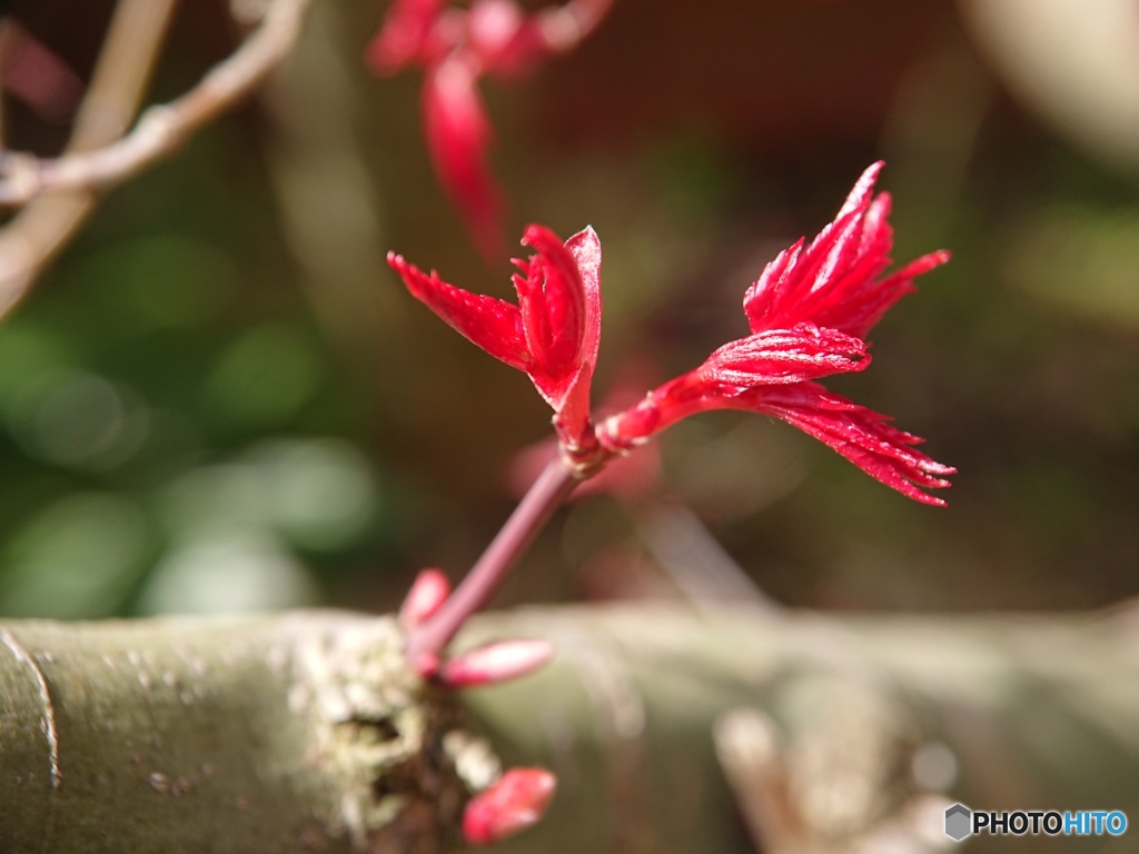 携帯カメラで接写する④　紅葉の萌芽