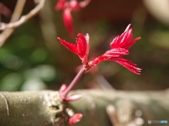 携帯カメラで接写する④　紅葉の萌芽