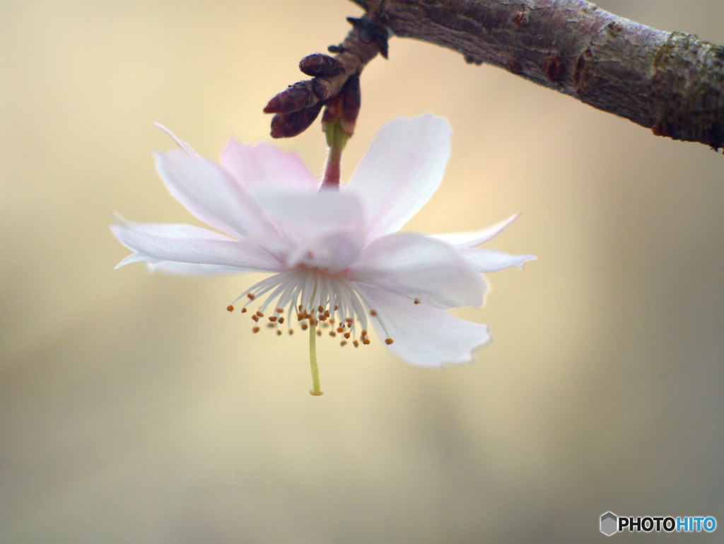 横顔の十月桜