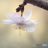 横顔の十月桜