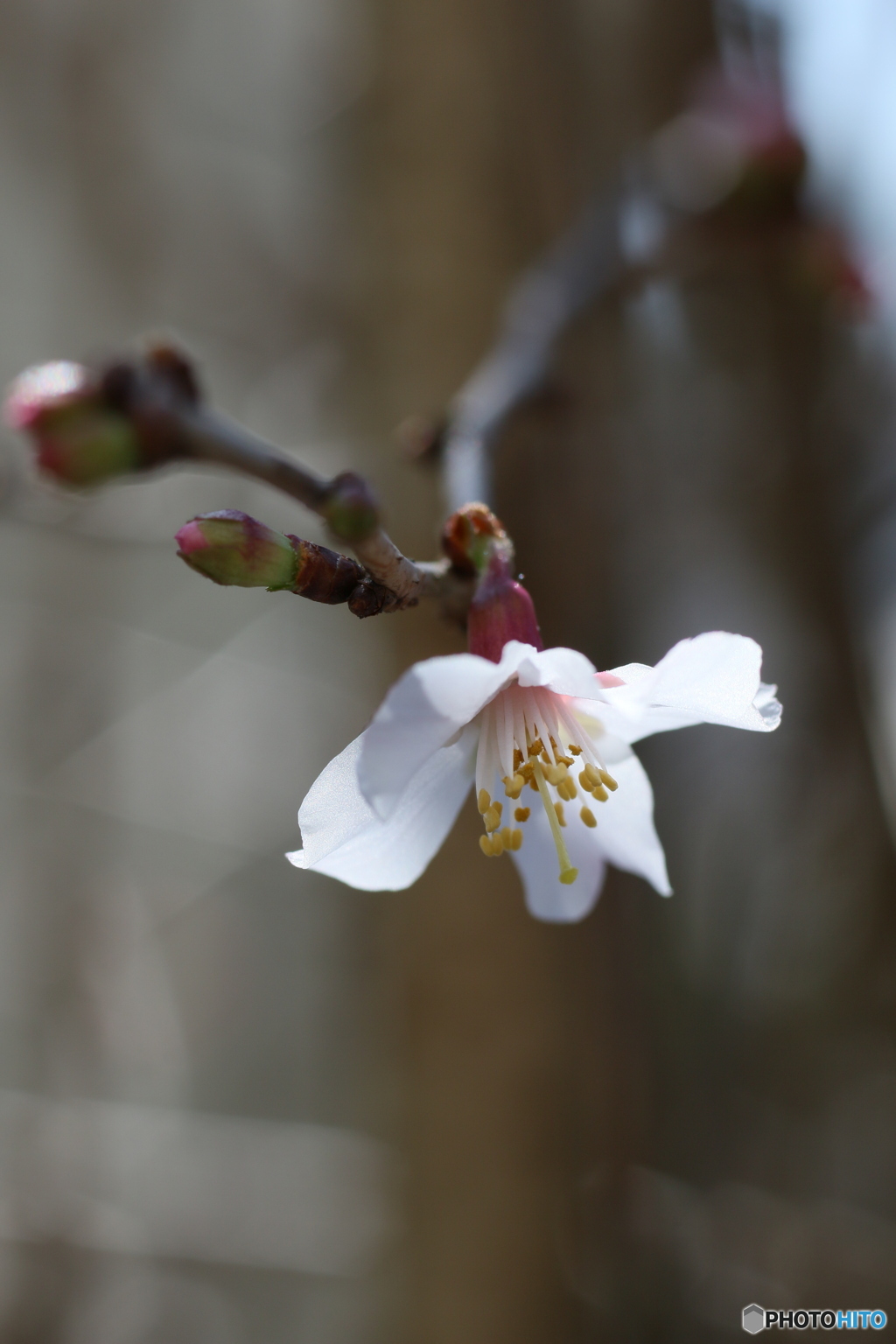 富士桜が開花しました＾＾-①
