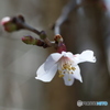 富士桜が開花しました＾＾-①
