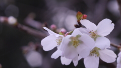 冬桜の季節