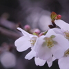 冬桜の季節