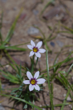 今日のお散歩の友は 200515-⑨