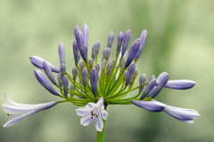 今日のお散歩の友は 200616-⑧