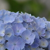 丹精込めた紫陽花が＾＾-➁