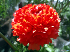 お花がいっぱい！ 200429-②