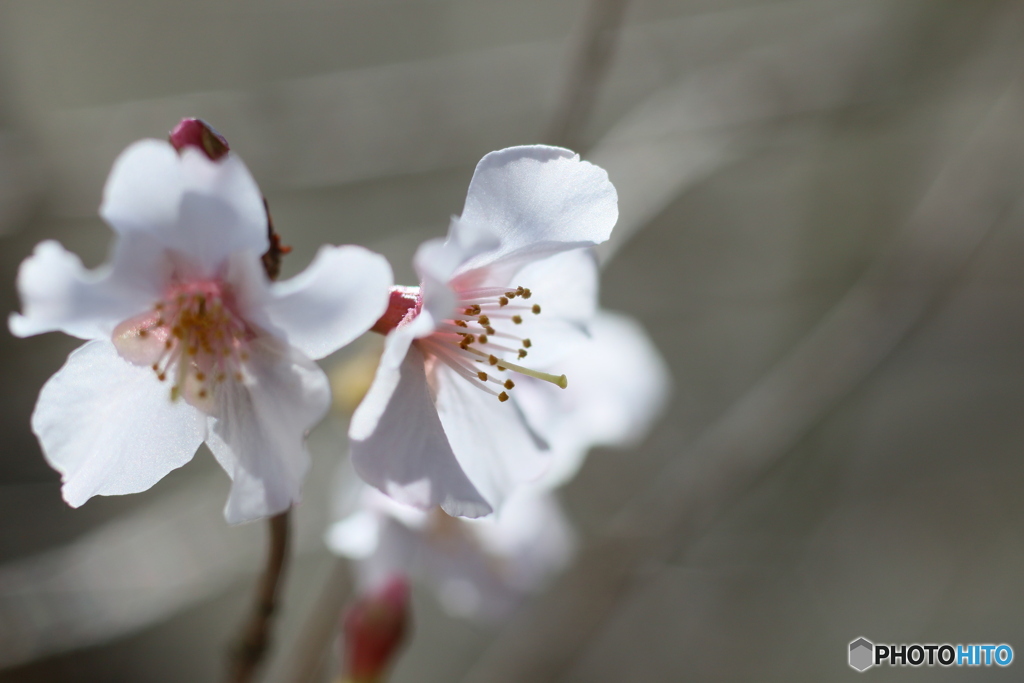 富士桜が開花しました＾＾-➅