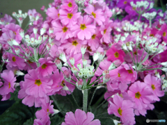 お花がいっぱい！ 200424-①