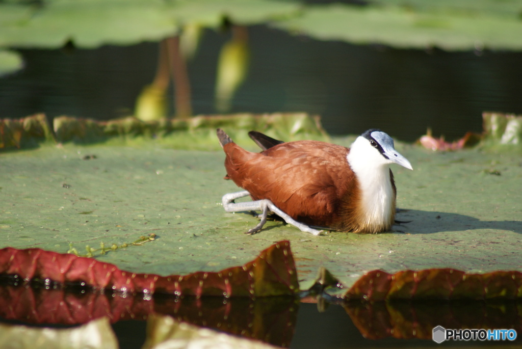 鳥類　その１　⑩