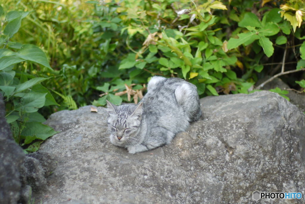 この石の上は温かくて寝心地良いんだニャン　2013