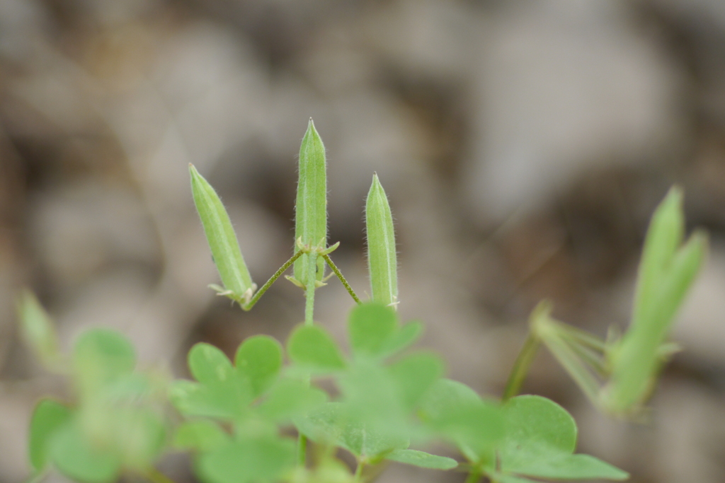 今日のお散歩の友は 200520補遺-③