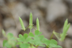 今日のお散歩の友は 200520補遺-③