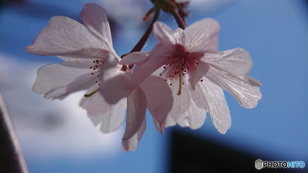 携帯カメラで接写する⑤　十月桜