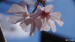 携帯カメラで接写する⑤　十月桜