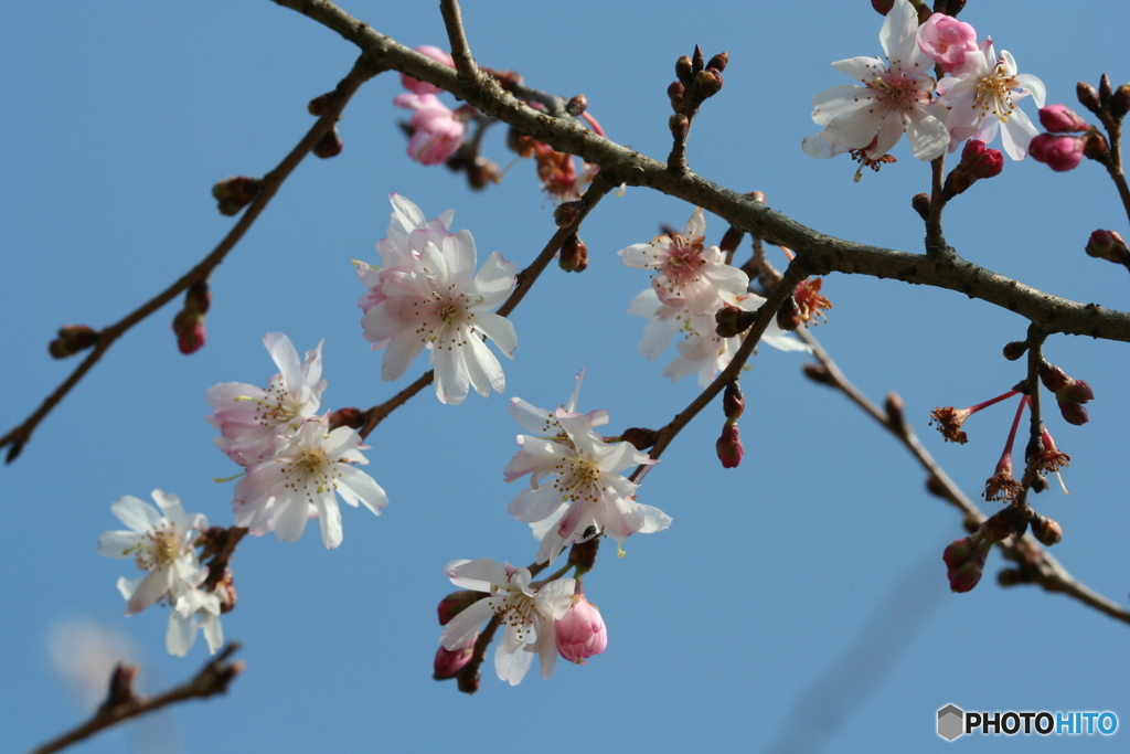 桜の里・十月桜 2007-③