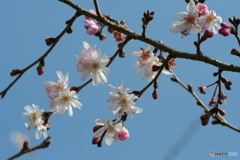 桜の里・十月桜 2007-③