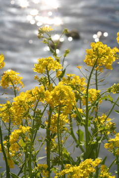 2006年3月4日・河津川の菜花-②