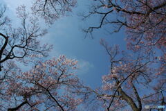 桜の生命力 2005-①