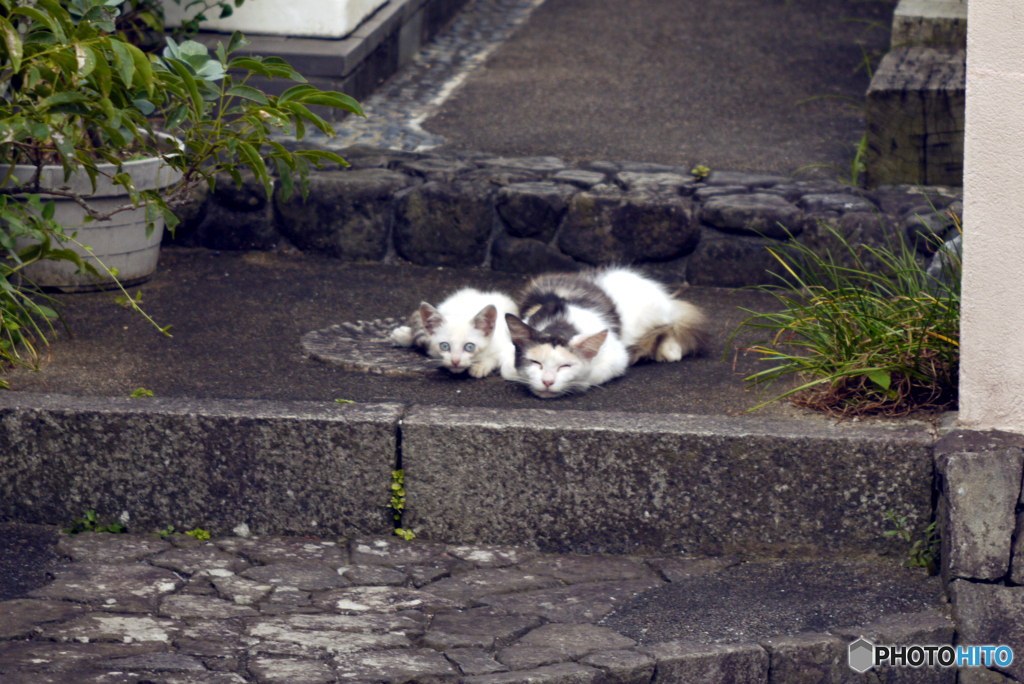 びっくり子猫ちゃん 