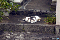 びっくり子猫ちゃん 