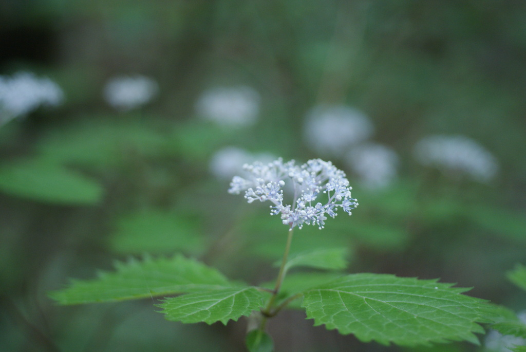 白州の森と尾白川渓谷-⑦