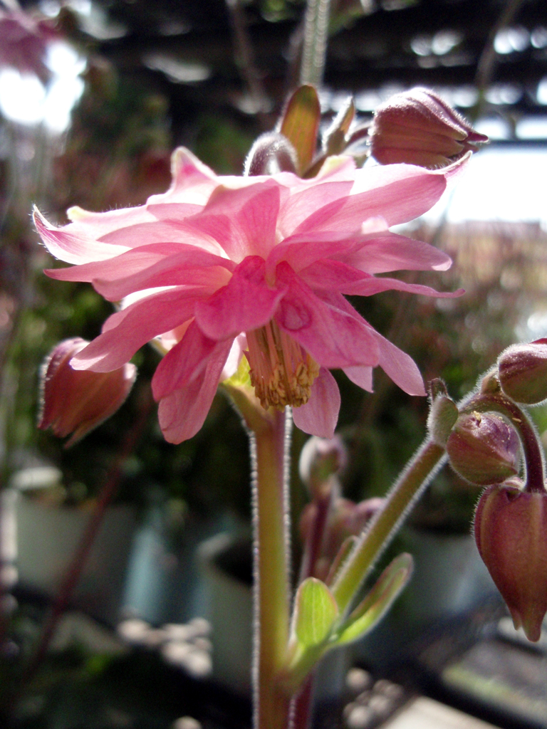 お花がいっぱい！ 200503-➄