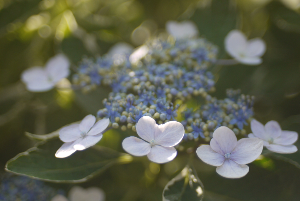 おもひでのレンズたち Hexanon AR 40 mm / F1.8-⑥