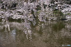 三嶋大社神泉の枝垂桜⑧