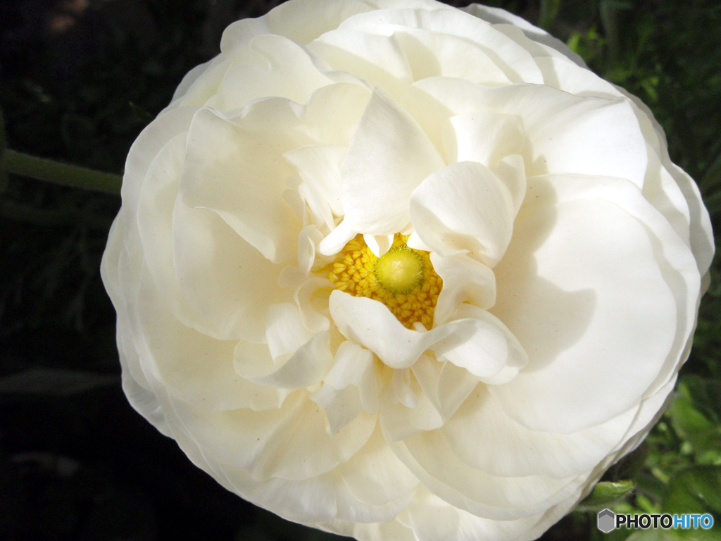 お花がいっぱい！ 200428-⑥