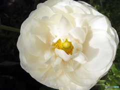 お花がいっぱい！ 200428-⑥