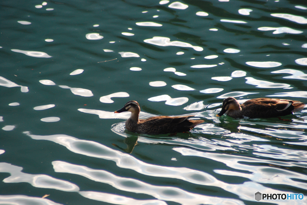 番（つがい）④