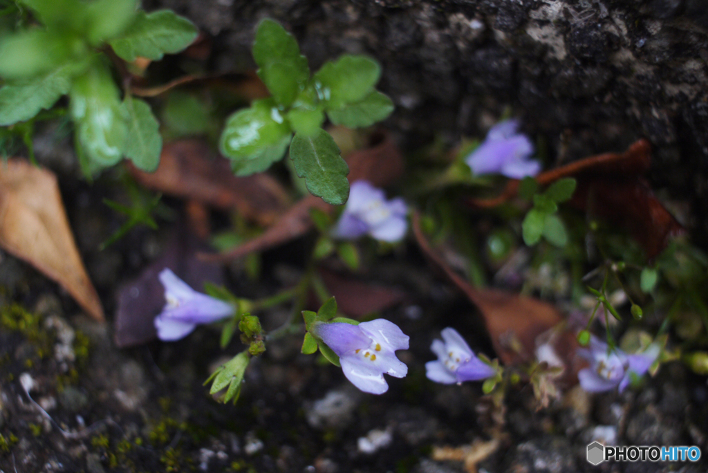 SIGMA SUPER-WIDE 1:2.8 f=24mmと言う選択①