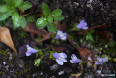 SIGMA SUPER-WIDE 1:2.8 f=24mmと言う選択①