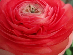 お花がいっぱい！ 200502-➀