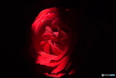 真紅の薔薇 2014