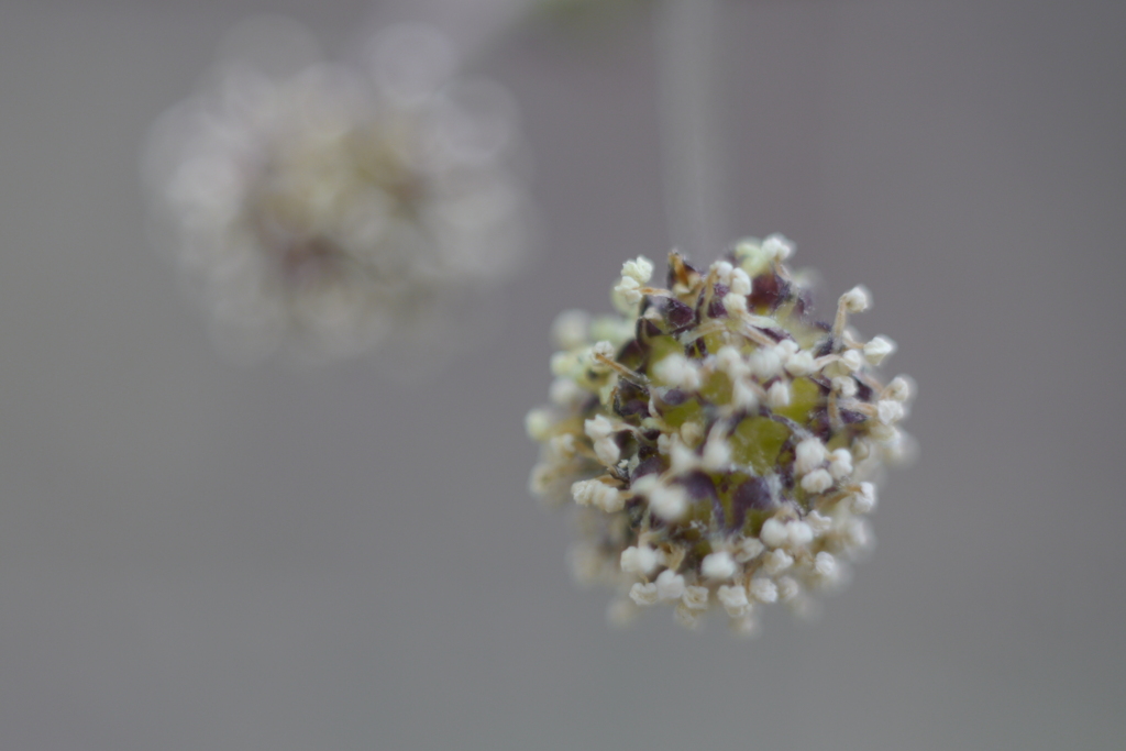 ヒメコウゾの雌花序