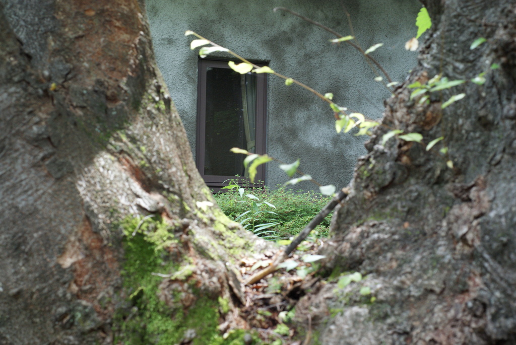 白州の森と尾白川渓谷-③