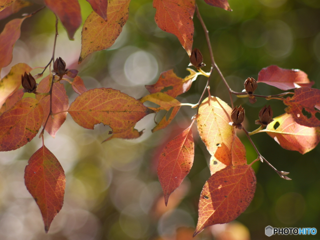 （惜別）SMC TAKUMAR f=1.8 85mm-③