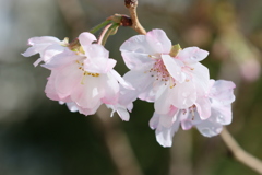 稀少なマクロレンズで十月桜を撮る-③