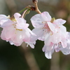 稀少なマクロレンズで十月桜を撮る-③