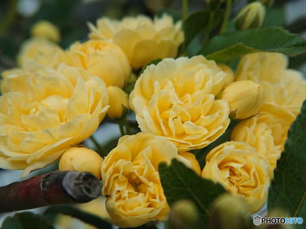 スマホで春を接写 ③