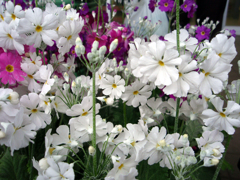 お花がいっぱい！ 200506-➂
